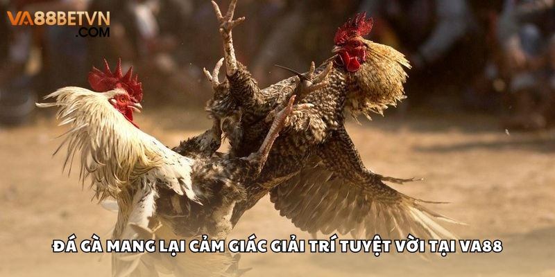 Chiến kê chiến hết mình với trò chơi hấp dẫn