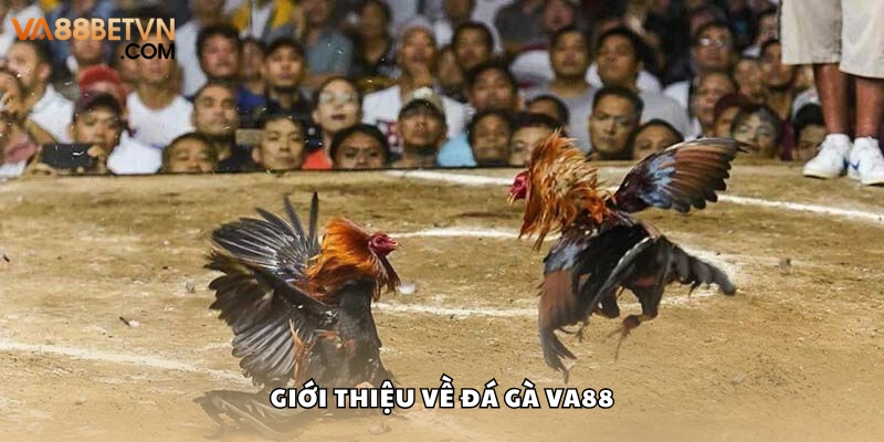 Đá gà online thu hút không ít người chơi tìm kiếm
