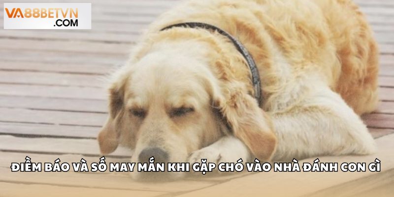 Điềm báo và số may mắn khi gặp chó vào nhà đánh con gì 